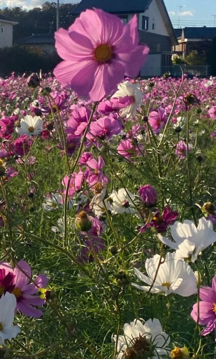 暮らしの見学会